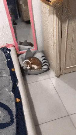 와 주인이 고양이 막 밀치네.gif | 인스티즈