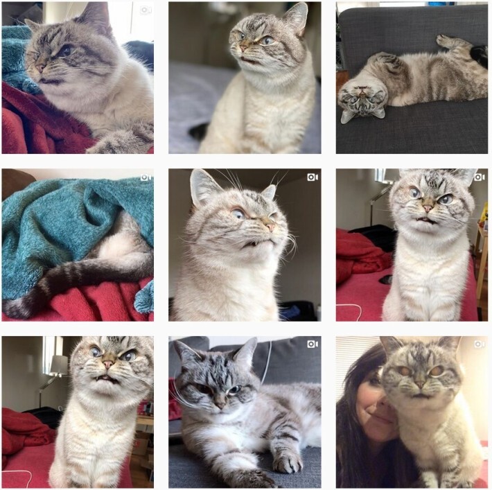 조랭이떡 고양이의 실체 | 인스티즈