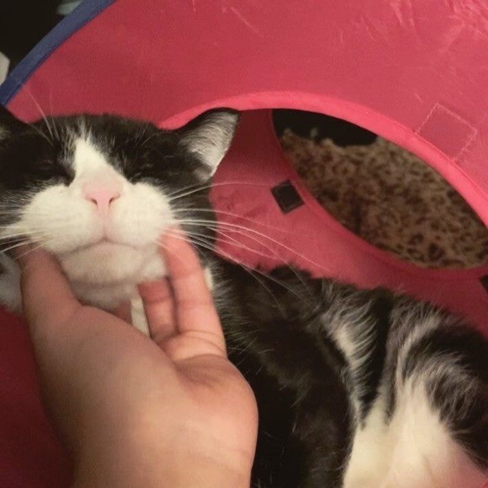 야옹이들 턱 긁어줄 때 표정 | 인스티즈