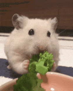 브로콜리 마이쩡? | 인스티즈