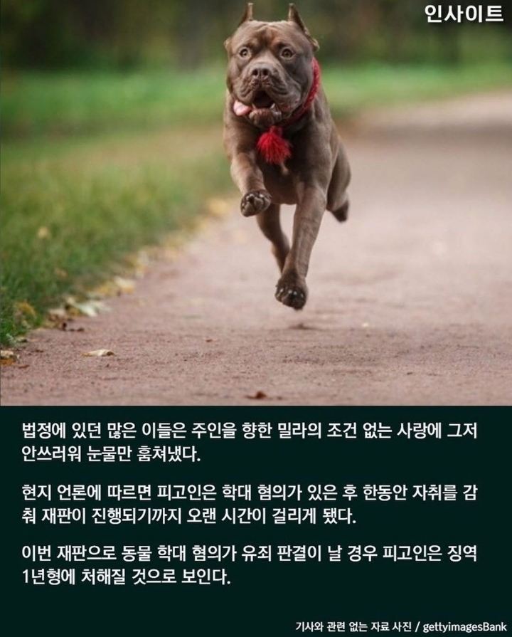 동물학대 혐의로 재판장 온 주인 보자마자 반가움에 꼬리 흔드는 강아지 | 인스티즈