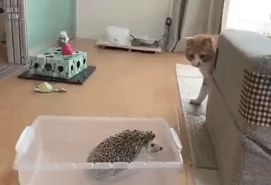 툭치고 아무 일 없다는 듯이.gif | 인스티즈