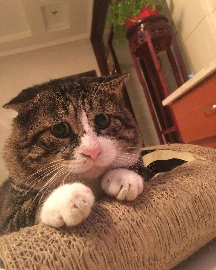 쫄보고양이 아피♡ (표정이 대박) | 인스티즈