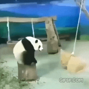 판다의 운동신경 | 인스티즈