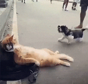 개 짖는 소리 좀 안나게 해라.gif | 인스티즈