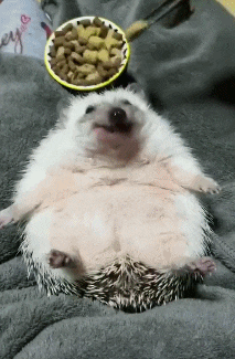 동물 좋아하세요? | 인스티즈