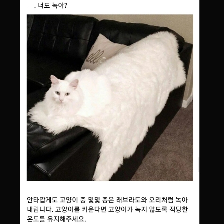 정부가 숨기는 동물의 비밀.jpg | 인스티즈