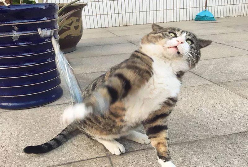 쫄보고양이 아피♡ (표정이 대박) | 인스티즈