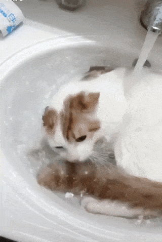 고양이가 이럴리 없어 얘 고양이 아님 | 인스티즈
