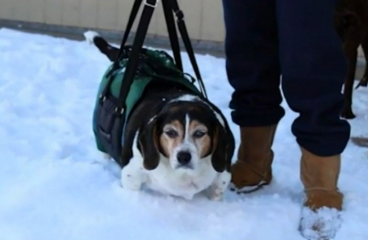 다이어트에 성공한 강아지 | 인스티즈