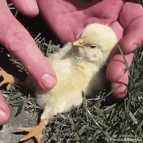 동물 좋아하세요? | 인스티즈