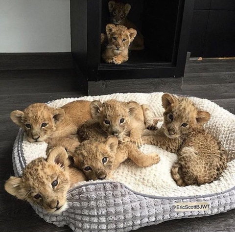 동물 좋아하세요? | 인스티즈