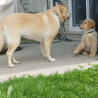엄마한테 혼나는 리트리버 | 인스티즈