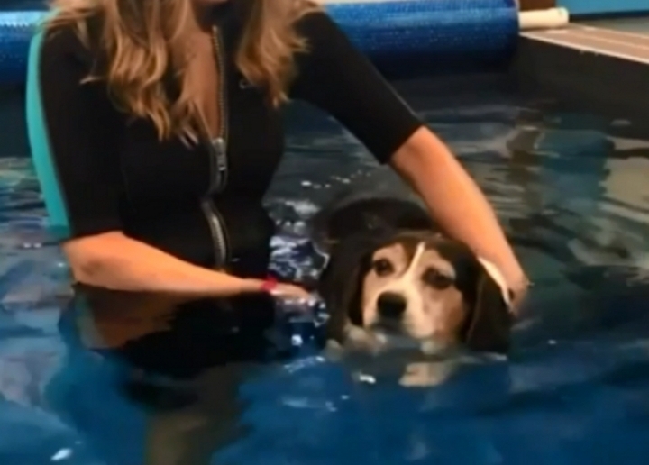 다이어트에 성공한 강아지 | 인스티즈