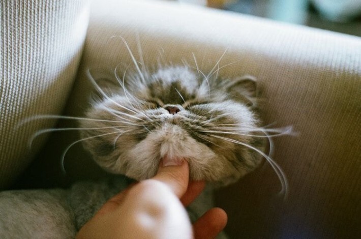 야옹이들 턱 긁어줄 때 표정 | 인스티즈