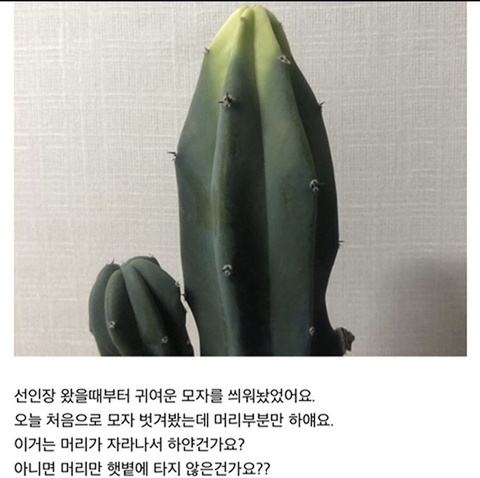 선인장 머리가 이상해요ㅠ | 인스티즈