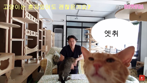 고양이 좋아 하는 사람만. (심쿵) | 인스티즈