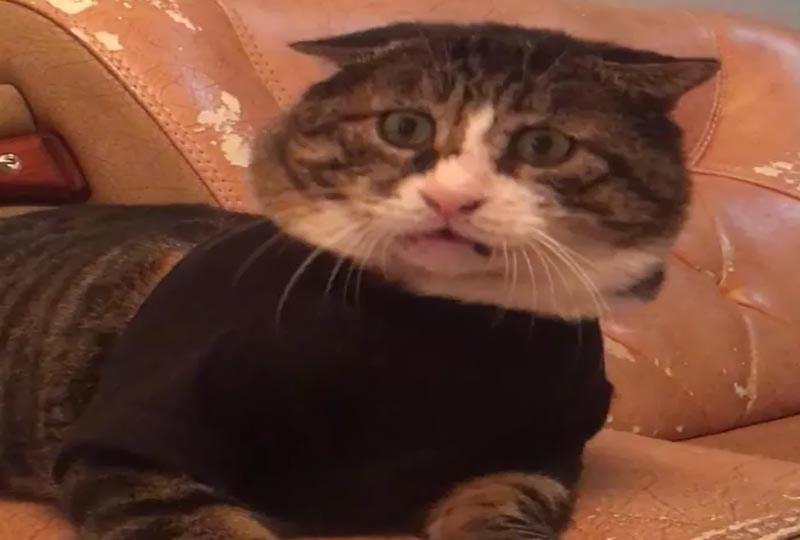 쫄보고양이 아피♡ (표정이 대박) | 인스티즈