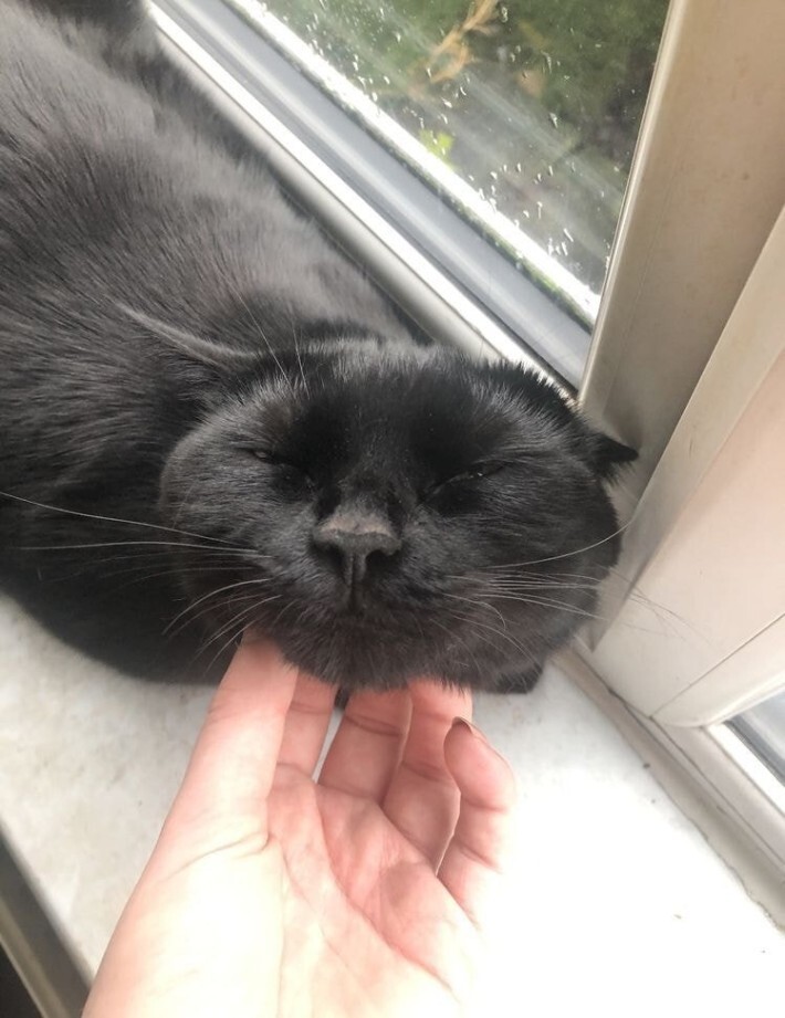 야옹이들 턱 긁어줄 때 표정 | 인스티즈