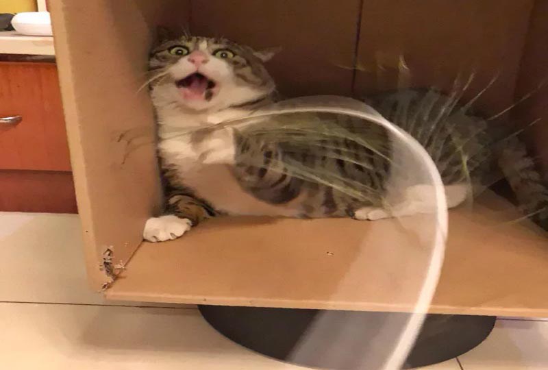 쫄보고양이 아피♡ (표정이 대박) | 인스티즈