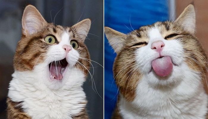 사진 좀 찍어 본 고양이.jpg | 인스티즈