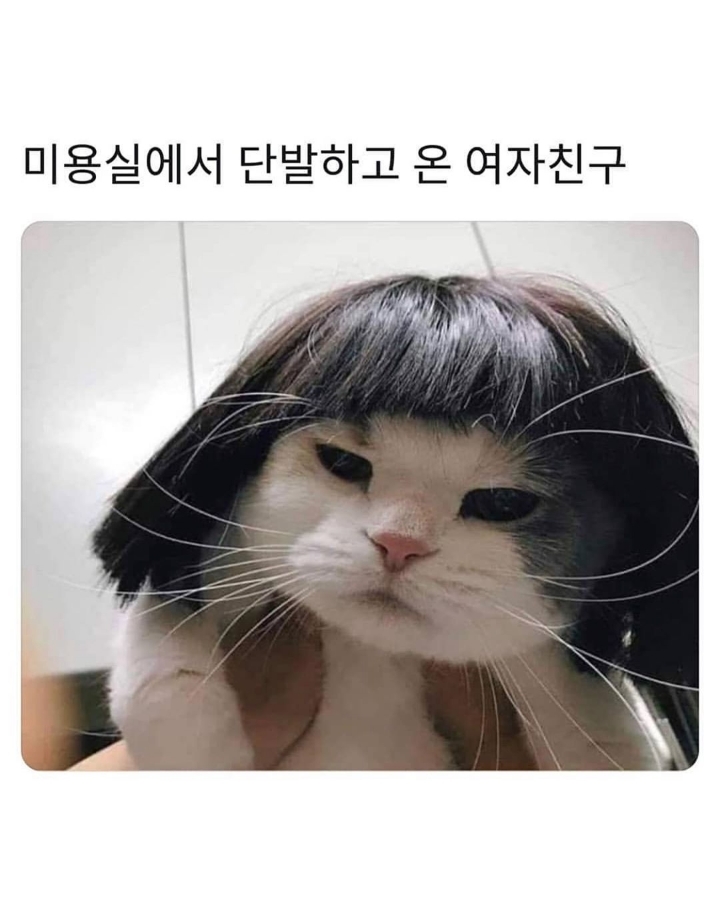 댕댕이 집사 한숨소리 들리는 짤... | 인스티즈