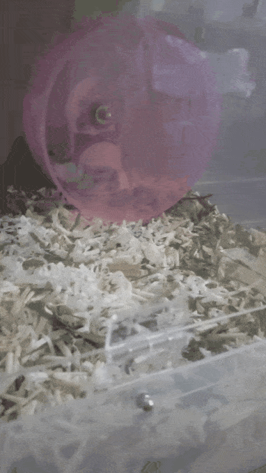 동물 좋아하세요? | 인스티즈