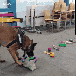 취향이 분명한 댕댕.gif | 인스티즈