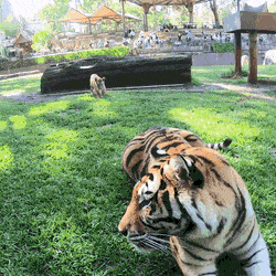 엄마 호랑이 놀래키려는 아기 홀앙희들 | 인스티즈