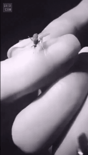 모기 시원하게 죽이기(혐오주의) | 인스티즈