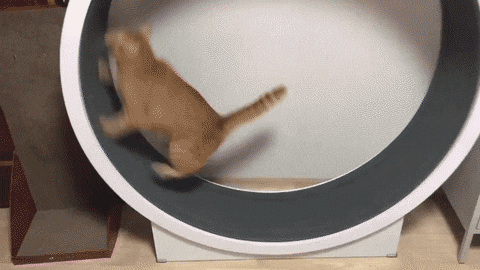 2020년 1월 1일부터 새롭게 태어나는거야.gif | 인스티즈