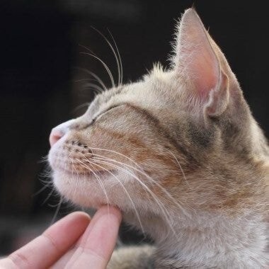 야옹이들 턱 긁어줄 때 표정 | 인스티즈