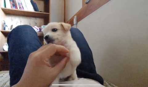 아기 강아지가 소를 만났을 때 (힐링주의) | 인스티즈