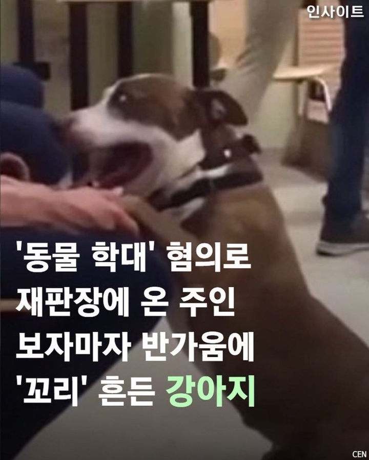 동물학대 혐의로 재판장 온 주인 보자마자 반가움에 꼬리 흔드는 강아지 | 인스티즈