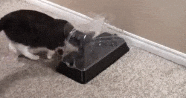 고양이 전용 밥그릇 | 인스티즈