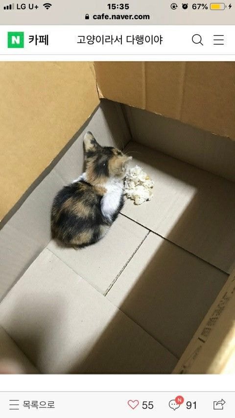 고양이를 데려 왔는데 밥을 안먹습니다.jpg | 인스티즈