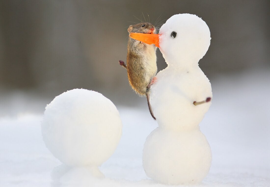 눈사람 코를 베어먹는 들쥐 | 인스티즈