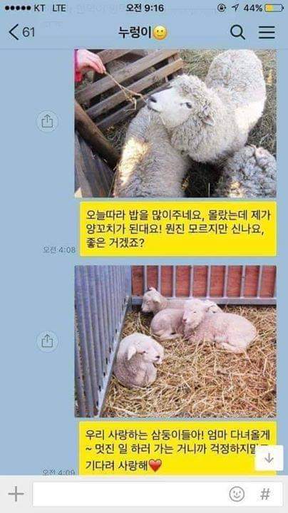 안녕하세요. 제 이름은 초원이에요! | 인스티즈