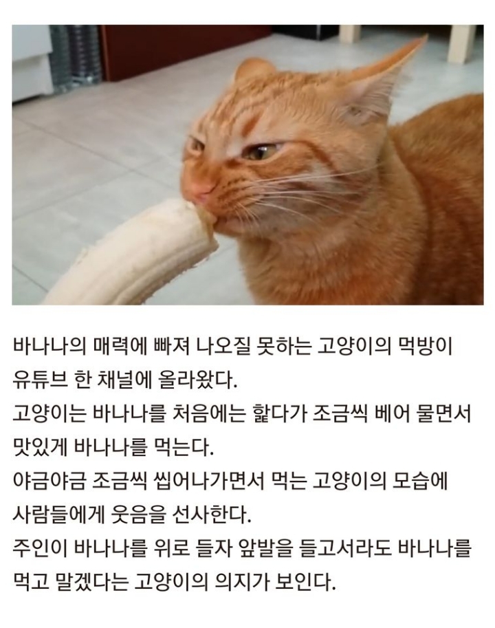 바나나먹는 고양이.gif | 인스티즈