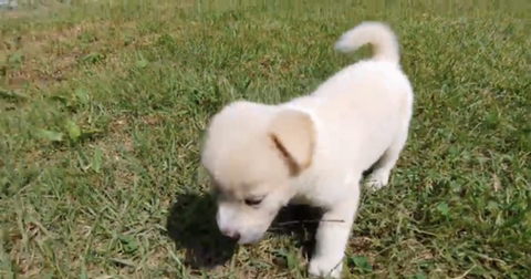 아기 강아지가 소를 만났을 때 (힐링주의) | 인스티즈
