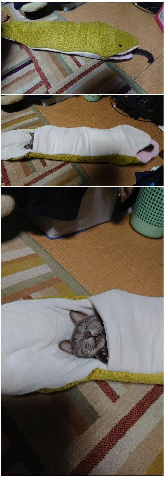 뱀한테 잡아먹힌 고양이..... | 인스티즈