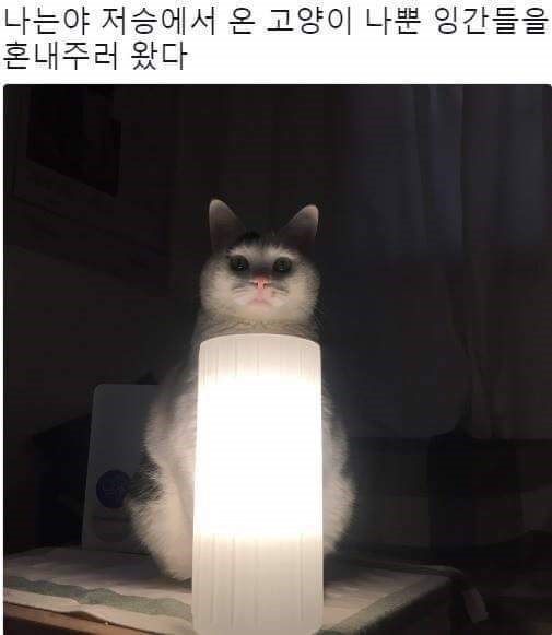 나는 냥 저승에서 온 냥이다! | 인스티즈