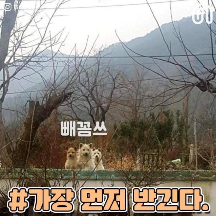 시골 강아지들의 특징 | 인스티즈