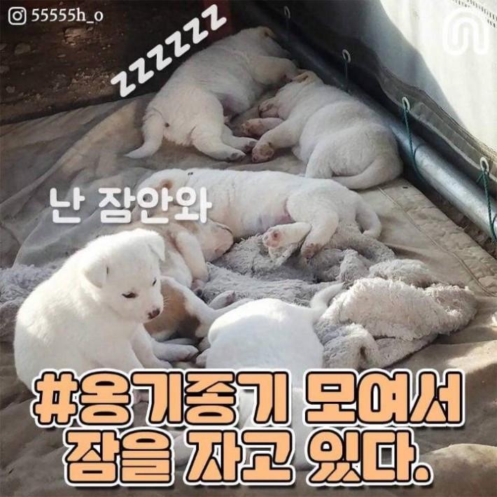 시골 강아지들의 특징 | 인스티즈