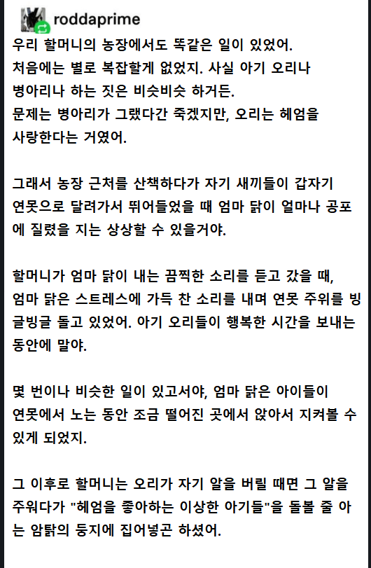 닭이 오리를 길렀을때 벌어지는 일 | 인스티즈