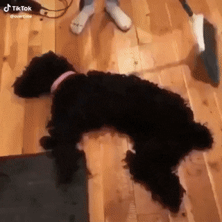 친구의 갑작스런 죽음에 충격 받은 댕댕이.gif | 인스티즈