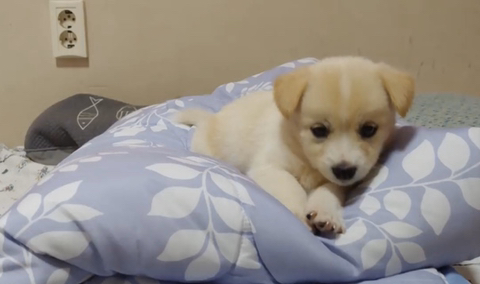 아기 강아지가 소를 만났을 때 (힐링주의) | 인스티즈