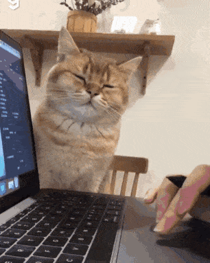 집사 기다리다 골아떨어진 고앵이 . gif | 인스티즈