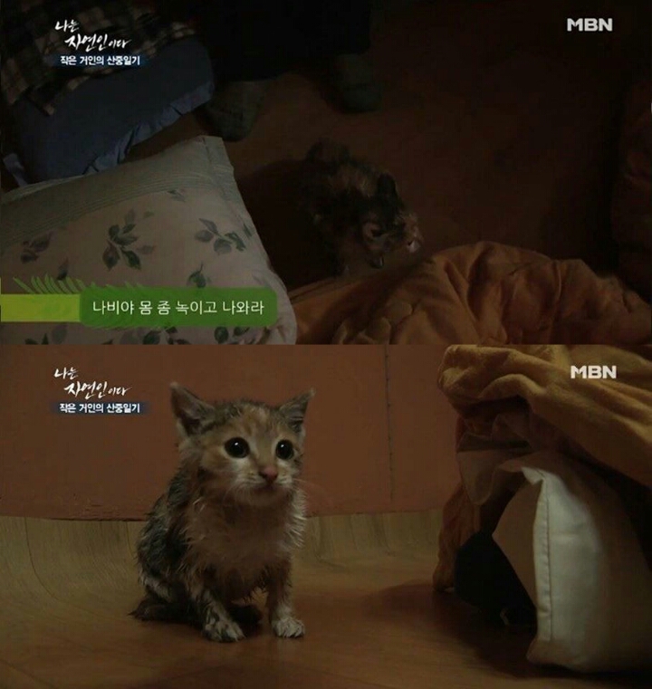 자연인에 나온 고양이.jpg | 인스티즈