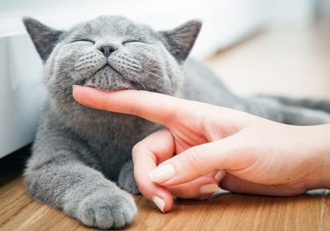 야옹이들 턱 긁어줄 때 표정 | 인스티즈